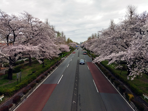 駅からハイキング 岩間駅 愛宕山の絶景と桜の鑑賞