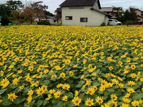 駅からハイキング 寒川駅~宮山駅 さむかわ福々旅