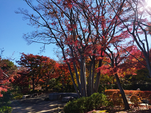 駅からハイキング 大崎駅~原宿駅 池田山公園散策