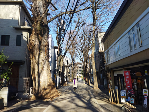 駅からハイキング 川崎駅～新川崎駅 御幸公園観梅