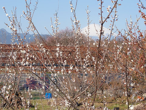 駅からハイキング 国府津駅～下曽我駅 曽我梅林へ
