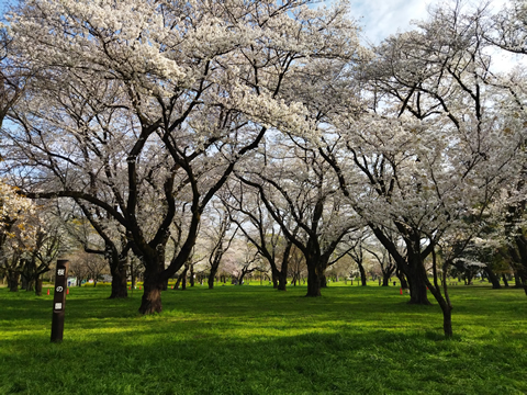 駅からハイキング 武蔵小金井駅 都立小金井公園