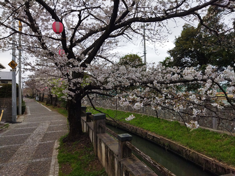駅からハイキング 本八幡駅～市川駅 真間川桜並木