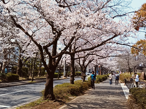 駅からハイキング 葛西臨海公園駅 桜と自然を満喫