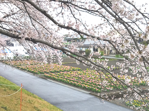 駅からハイキング 小作駅～羽村駅 花と水のまつり