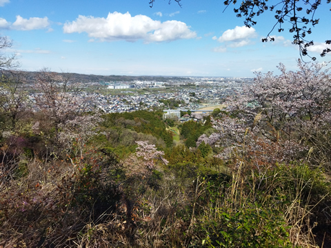 駅からハイキング 武蔵五日市駅～武蔵増子駅 山桜